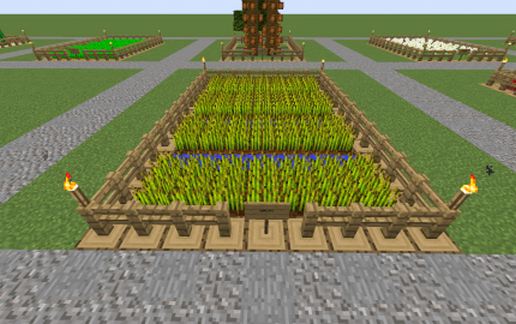 Farm Wheat