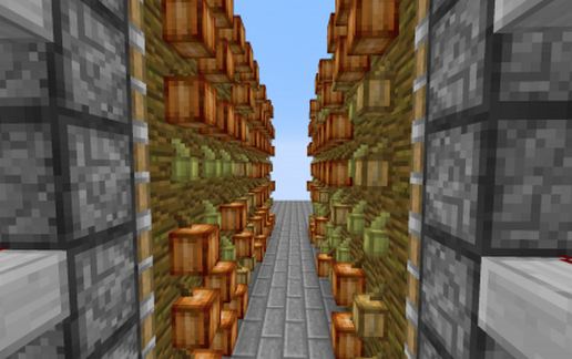 Cocoa Bean Farm