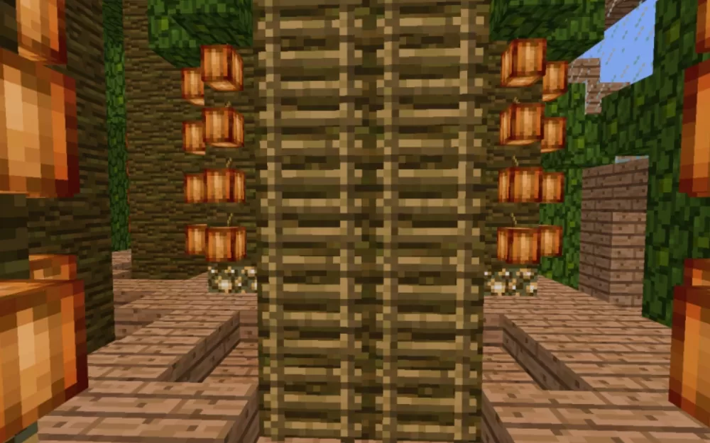 Cocoa Bean Farm